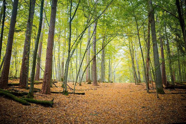 Belovezhskaya Pushcha National Park